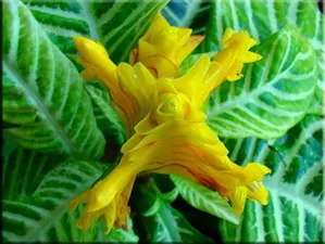 Aphelandra (Aphelandra)