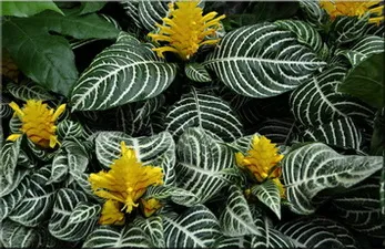 Aphelandra (Aphelandra)