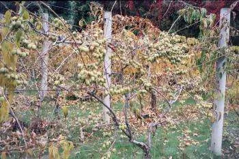 Actinidia - описание на полезни свойства; сортове и техните снимки; култивиране (засаждане и поддръжка) (сортове Actinidia) Actinidia - описание на полезни свойства; сортове и техните снимки; култивиране (засаждане и поддръжка)