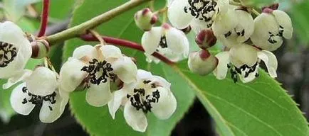 Actinidia грижи и полезни свойства (грижи) Actinidia грижи и полезни свойства
