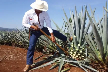 Agave Azul - мексикански завод, от която текила - пътеводител - по света (в синьо) Agave Azul - мексикански завод, от която текила - пътеводител - по света