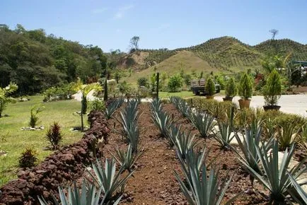 Agave Azul - мексикански завод, от която текила - пътеводител - света (растителен) Agave Azul - мексикански завод, от която текила - пътеводител - по света