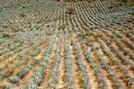 Agave Azul - мексикански завод, от която текила - пътеводител - световният (агаве Azul) Agave Azul - мексикански завод, от която текила - пътеводител - по света