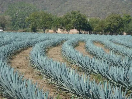 Agave Azul - мексикански завод, от която текила - пътеводител - по света (Мексико) Agave Azul - мексикански завод, от която текила - пътеводител - по света