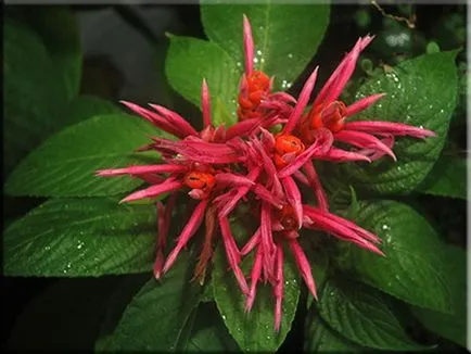 Aphelandra (Aphelandra)
