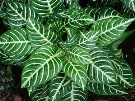 Aphelandra грижи у дома, важни аспекти