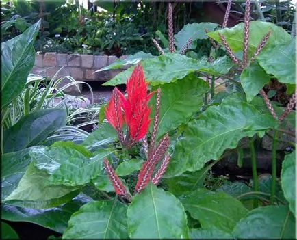 Aphelandra (Aphelandra)