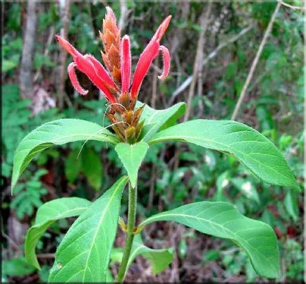 Aphelandra (Aphelandra)