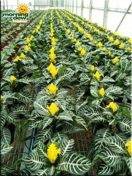 Aphelandra (Aphelandra)