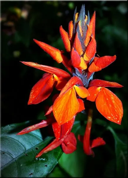 Aphelandra (Aphelandra)