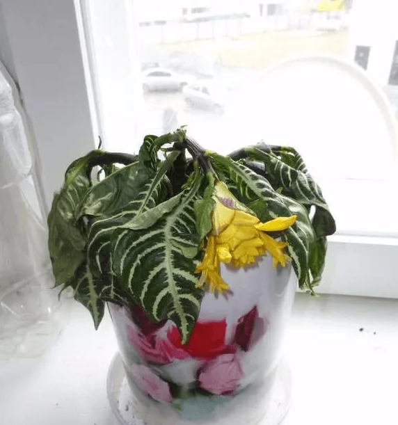 Aphelandra всички нюанси на грижите за цветя в дома фото и видео