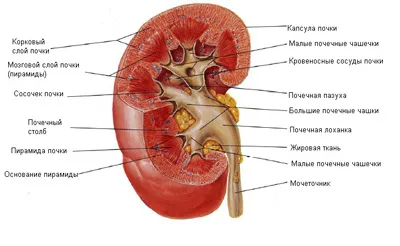 Vesemedence mi ez