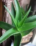Алое вера (Aloe)