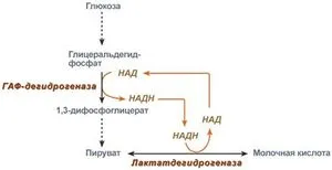Anaerobny гликолиза (гликолитичен втори етап) Anaerobny гликолиза