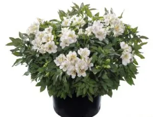 Alstroemeria-добрият съвет за домашно отглеждане
