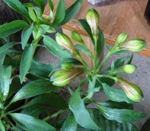 Alstroemeria-добрият съвет за домашно отглеждане