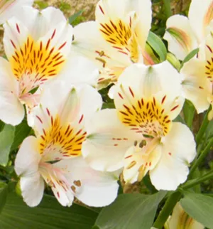 Alstroemeria alstroemeria - описание, грижи и проблеми култивиране (отглеждане) Alstroemeria alstroemeria - описание, грижи и нарастващ проблем