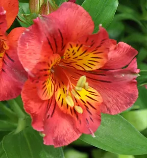 Alstroemeria alstroemeria - описание, грижи и проблеми култивиране (Alstroemeria) Alstroemeria alstroemeria - описание, грижи и нарастващ проблем