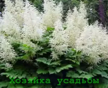 Astilbe, расте от семена, грижи, други репродукции (Astilbe расте семена) Astilbe, израснали от семена, грижи, други репродукции