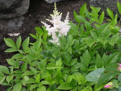Astilbe и видове Spiraea японика, китайски Arends си представи