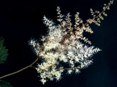 Astilbe и видове Spiraea японика, китайски Arends си представи