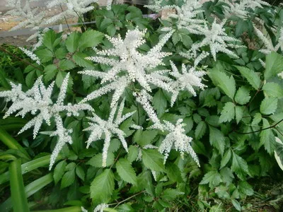 Astilbe и видове Spiraea японика, китайски Arends си представи