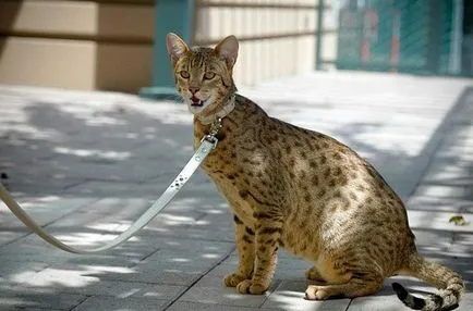 Ashera снимки на котки, цена, описание порода, характер, видео - murkote за котки и котки