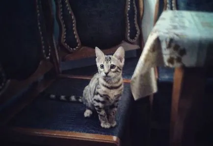 Ashera снимки на котки, цена, описание порода, характер, видео - murkote за котки и котки
