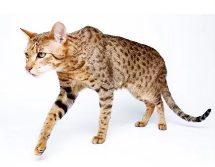 Ashera снимки на котки, цена, описание порода, характер, видео - murkote за котки и котки