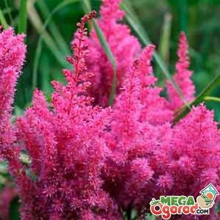 Astilbe - просто цвете отглеждане на семена (отглеждането) Astilbe - обикновен цветарство от семена