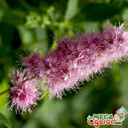 Astilbe - обикновен цветарство от семена (Astilbe) Astilbe - обикновен цветарство от семена