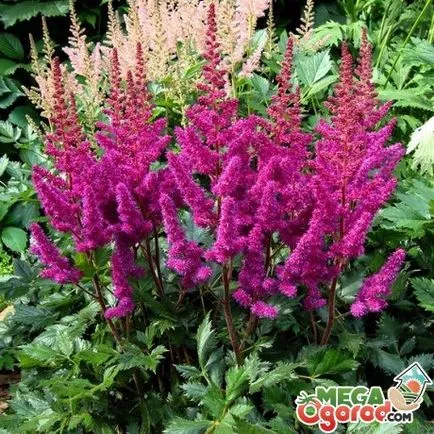 Astilbe - обикновен цветарство от семената (семена) Astilbe - обикновен цветарство от семена