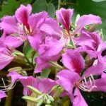 Bauhinia (Orchid дърво) се грижи у дома снимка, отглеждане на сортове семена и тяхното (орхидея) Bauhinia (Orchid дърво) се грижи у дома снимка, отглеждане на сортове семена и тяхното