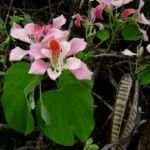 Bauhinia (Orchid дърво) се грижи у дома снимка, отглеждане на сортове семена и им (под) Bauhinia (Orchid дърво) се грижи у дома снимка, отглеждане на сортове семена и тяхното