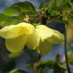 Bauhinia (Orchid дърво) се грижи у дома снимка, отглеждане на сортове семена и им (под) Bauhinia (Orchid дърво) се грижи у дома снимка, отглеждане на сортове семена и тяхното