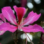Bauhinia (Orchid дърво) се грижи у дома снимка, отглеждане на сортове семена и им (под) Bauhinia (Orchid дърво) се грижи у дома снимка, отглеждане на сортове семена и тяхното