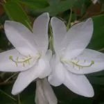 Bauhinia (Orchid дърво) се грижи у дома снимка, отглеждане на сортове семена и техните (у дома) Bauhinia (Orchid дърво) се грижи у дома снимка, отглеждане на сортове семена и тяхното