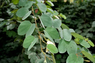 Bauhinia (Orchid дърво) се грижи у дома снимка, отглеждане на сортове семена и техните (у дома) Bauhinia (Orchid дърво) се грижи у дома снимка, отглеждане на сортове семена и тяхното