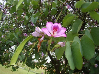 Bauhinia (Orchid дърво) се грижи у дома снимка, отглеждане на сортове семена и тяхното (дърво) Bauhinia (Orchid дърво) се грижи у дома снимка, отглеждане на сортове семена и тяхното