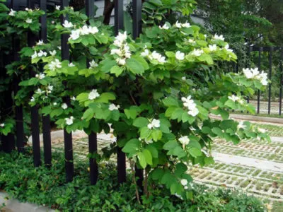 Bauhinia (Orchid дърво) се грижи у дома снимка, отглеждане на сортове семена и тяхното (орхидея) Bauhinia (Orchid дърво) се грижи у дома снимка, отглеждане на сортове семена и тяхното