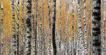 Birch заявление катран, ползите, вредите (бреза катран използване приложение вреда) Birch заявление катран, ползи, вреди