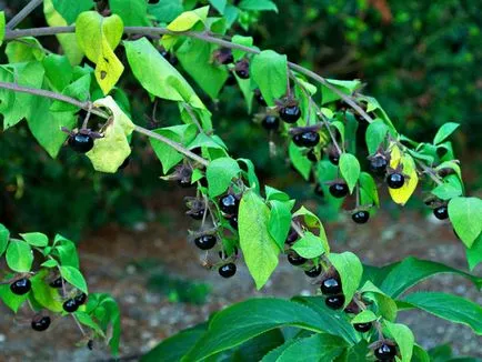 Belladonna вулгарис описание на собствеността и използването им в медицината