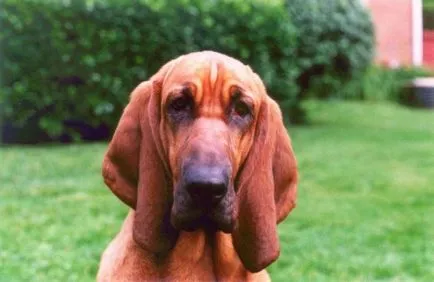 Bloodhound порода снимка и описание