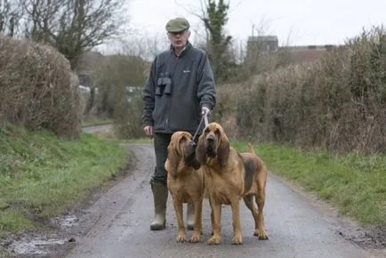 Bloodhound порода снимка и описание