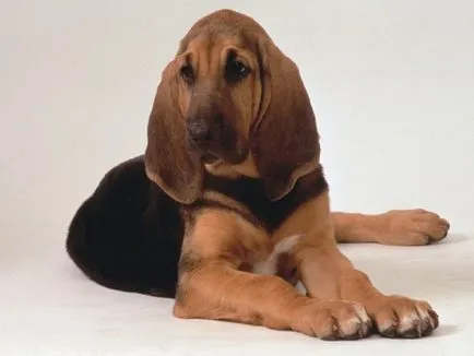 Bloodhound порода снимка и описание