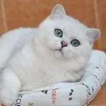 Британските синя котка снимки, цена, описание на характера, а не форум, или Wikipedia или видеоклипове, като отговорите (в синьо) Британските синя котка снимки, цена, описание на характера, а не форум, или Wikipedia или видеоклипове и отговори