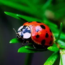 Ladybugs - контрол на листни въшки