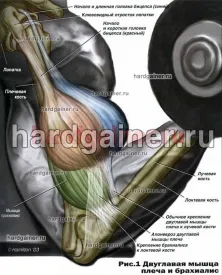 Brachialis (рамото мускулите)