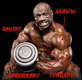 Brachialis (рамото мускулите)