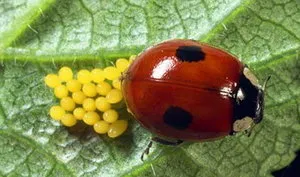 Ladybugs - контрол на листни въшки